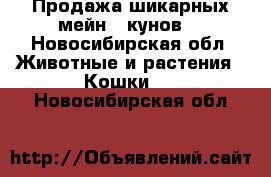Продажа шикарных мейн - кунов. - Новосибирская обл. Животные и растения » Кошки   . Новосибирская обл.